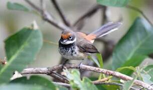 Arafura Fantail