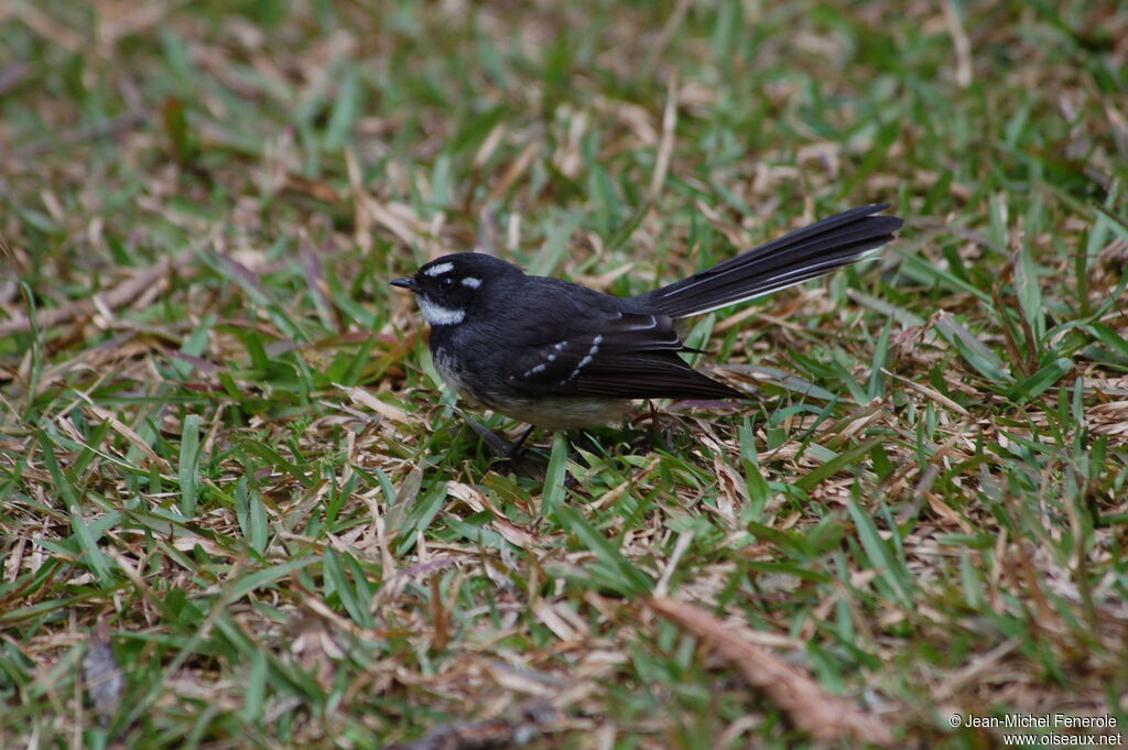 Grey Fantail