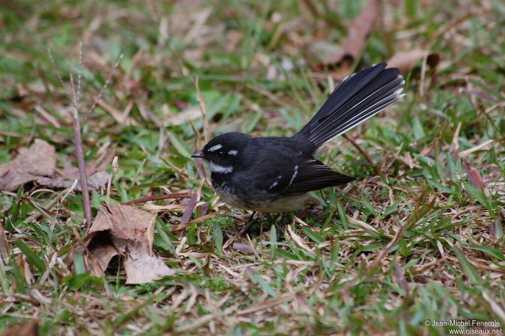 Grey Fantail