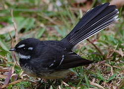 Grey Fantail