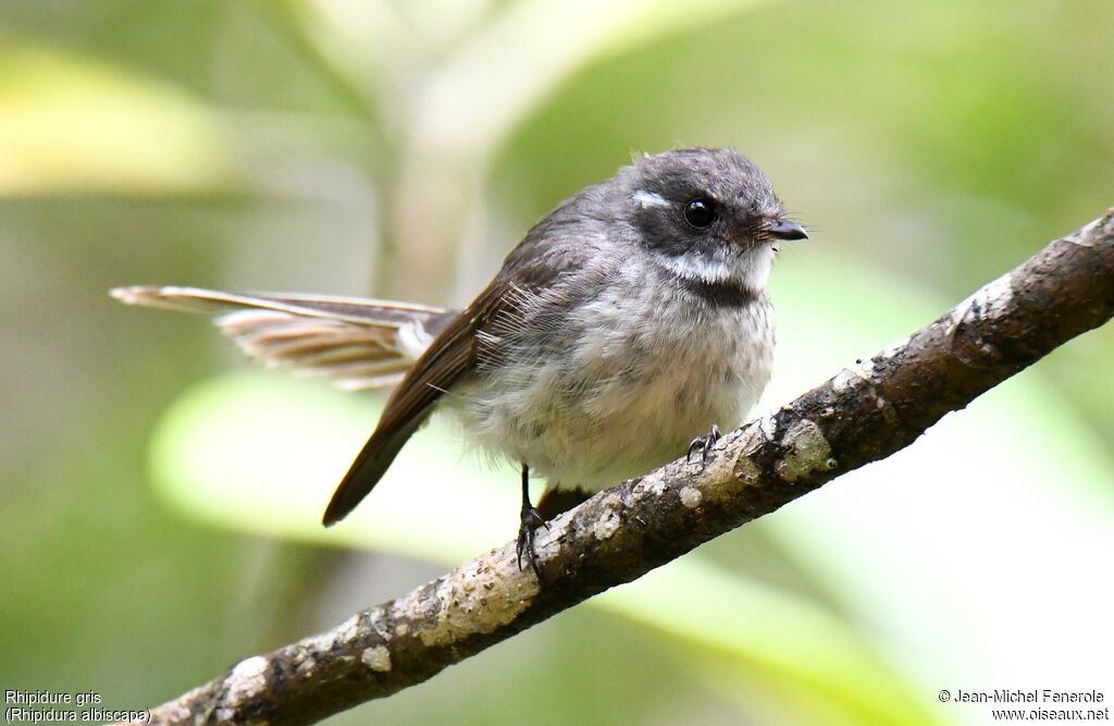 Grey Fantail