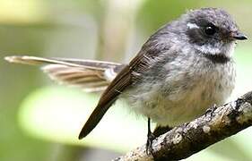 Grey Fantail