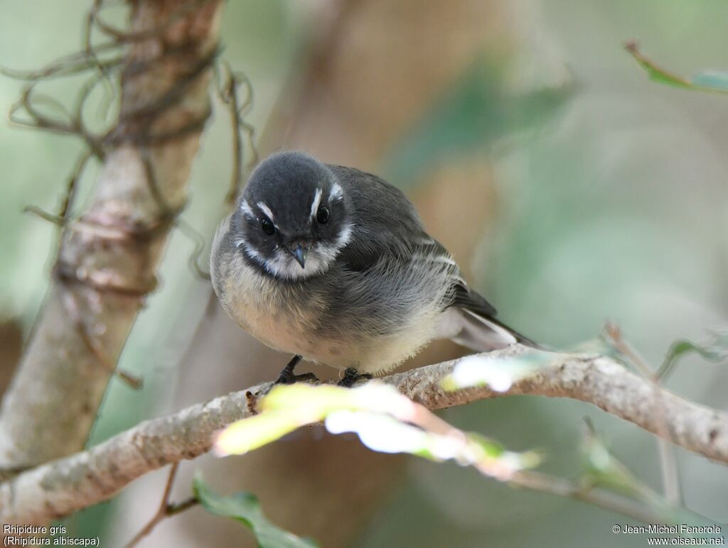 Grey Fantail