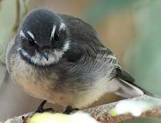 Grey Fantail