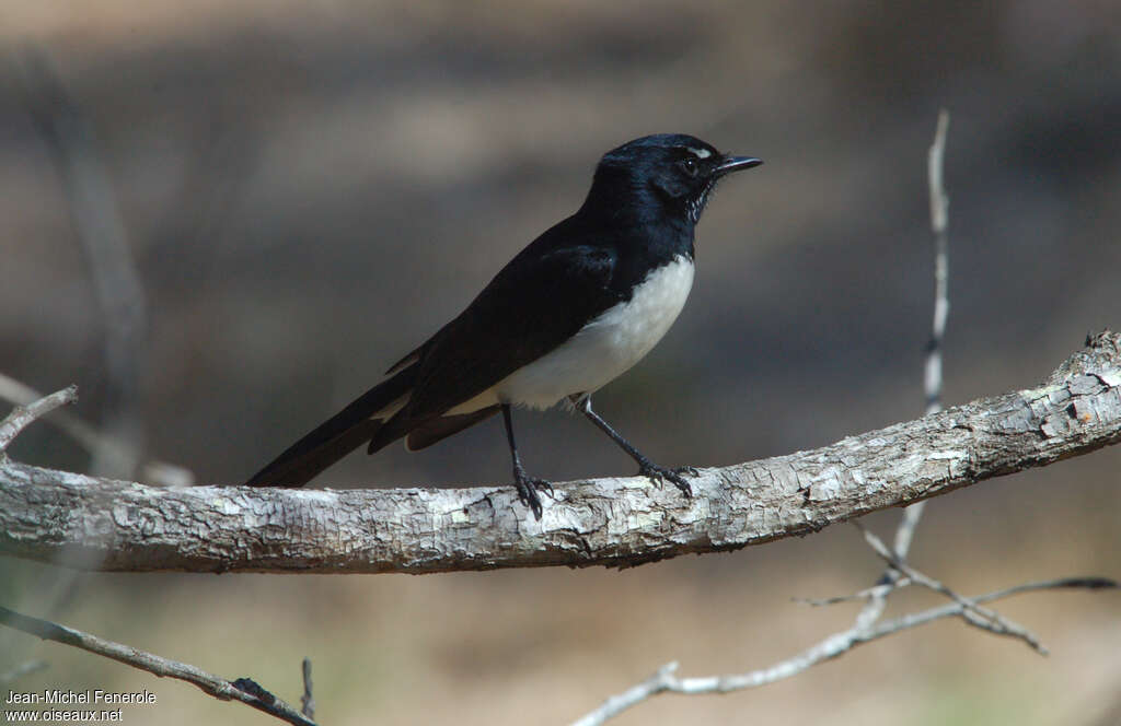 Willie Wagtailadult, identification