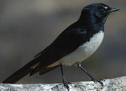 Willie Wagtail