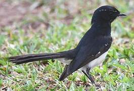 Willie Wagtail