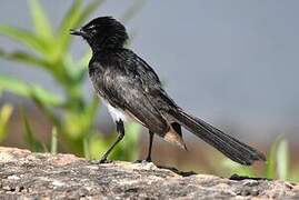 Willie Wagtail