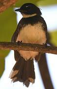 Malaysian Pied Fantail