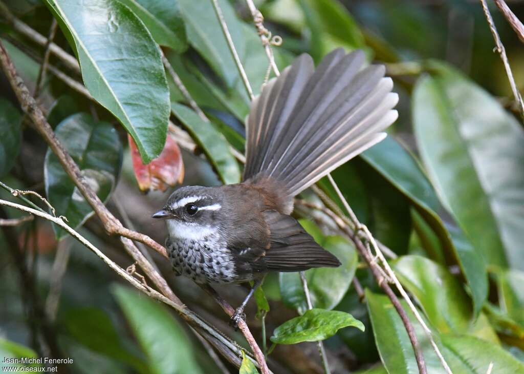 Streaked Fantailadult, identification