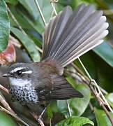 New Caledonian Streaked Fantail