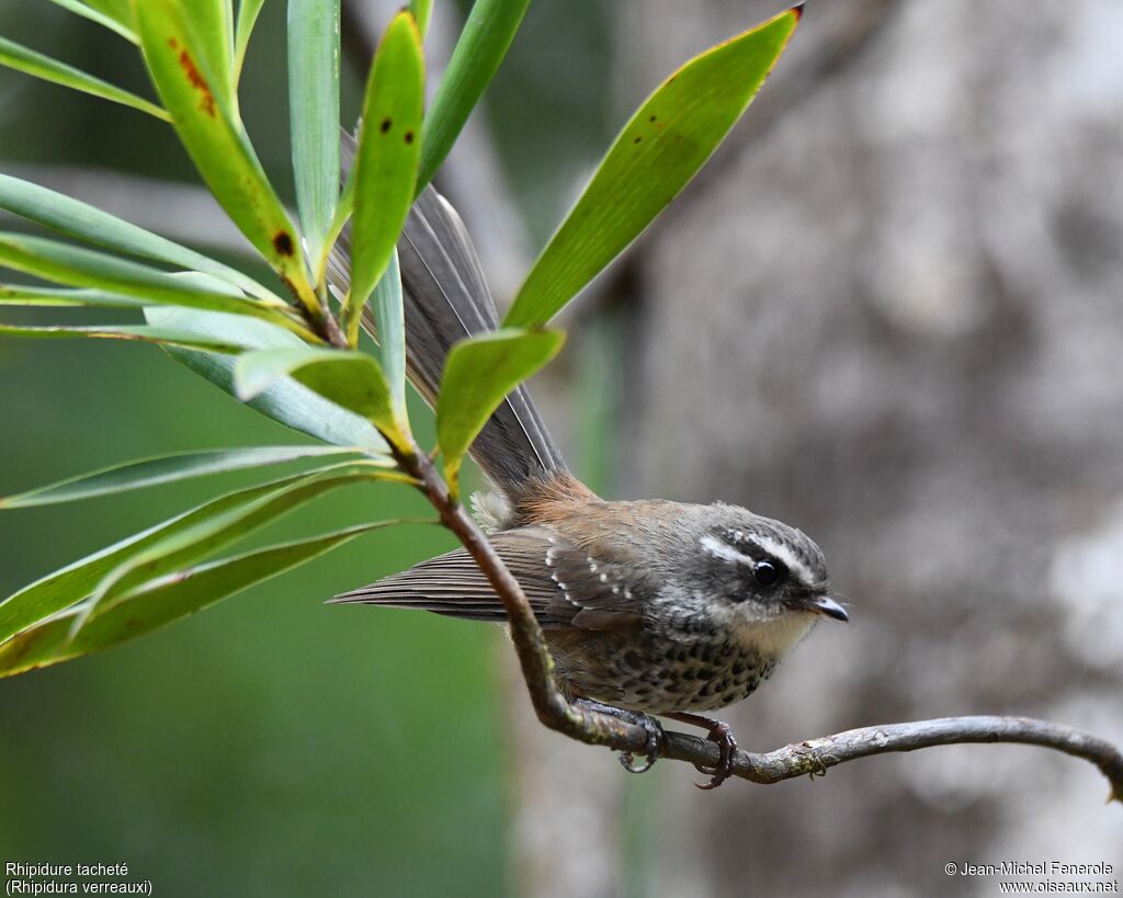 New Caledonian Streaked Fantail