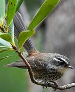 Streaked Fantail