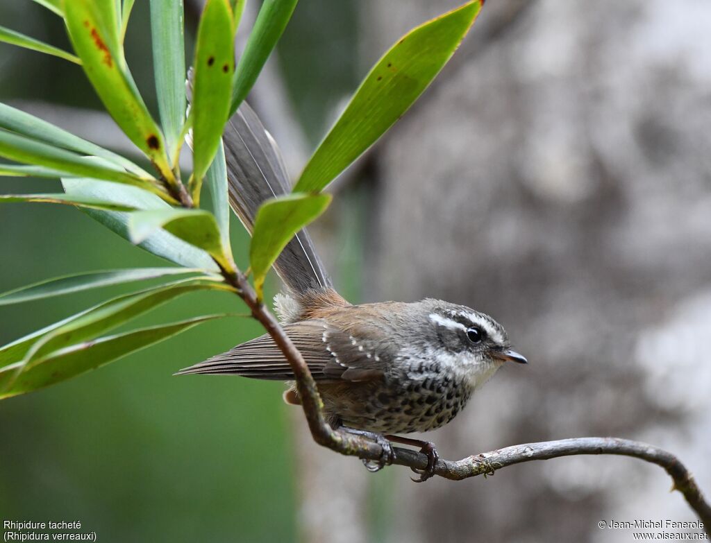 New Caledonian Streaked Fantail