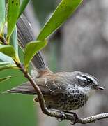 New Caledonian Streaked Fantail