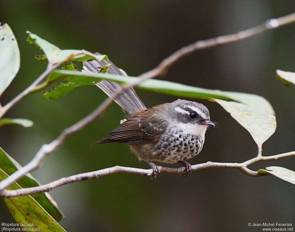 Streaked Fantail