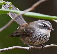 New Caledonian Streaked Fantail