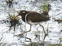 Greater Painted-snipe