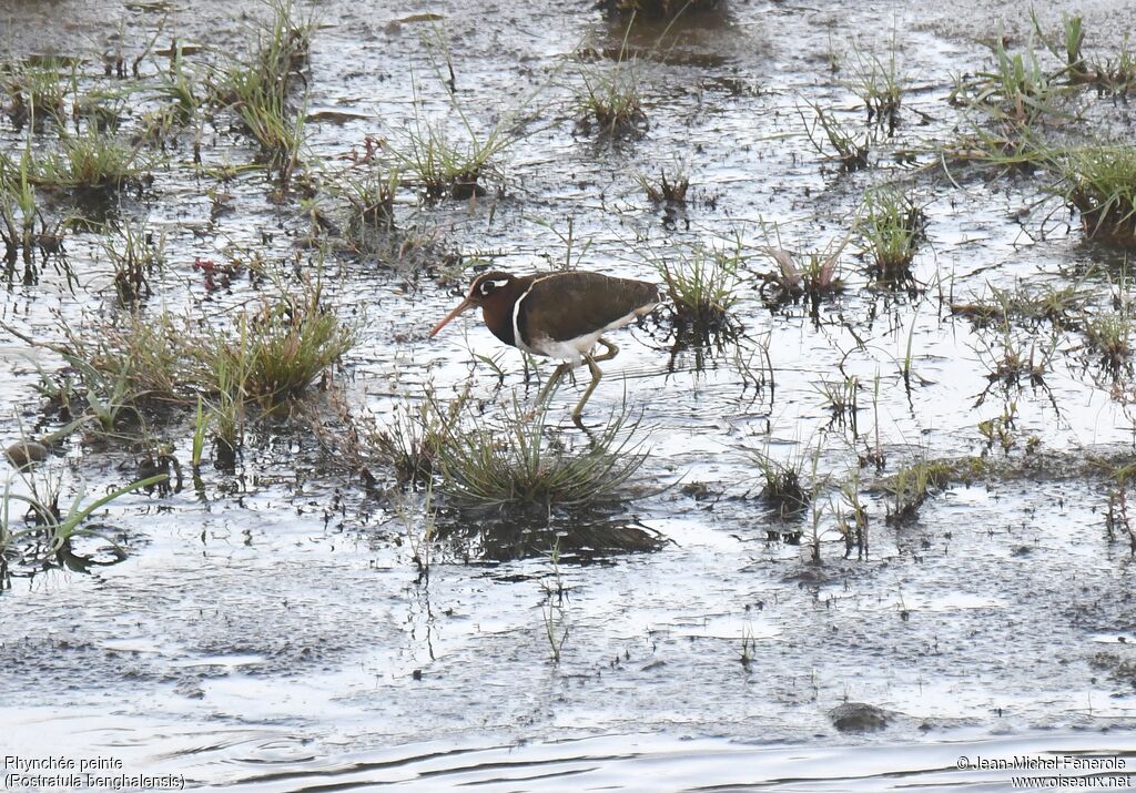 Greater Painted-snipe