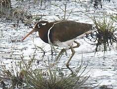 Greater Painted-snipe