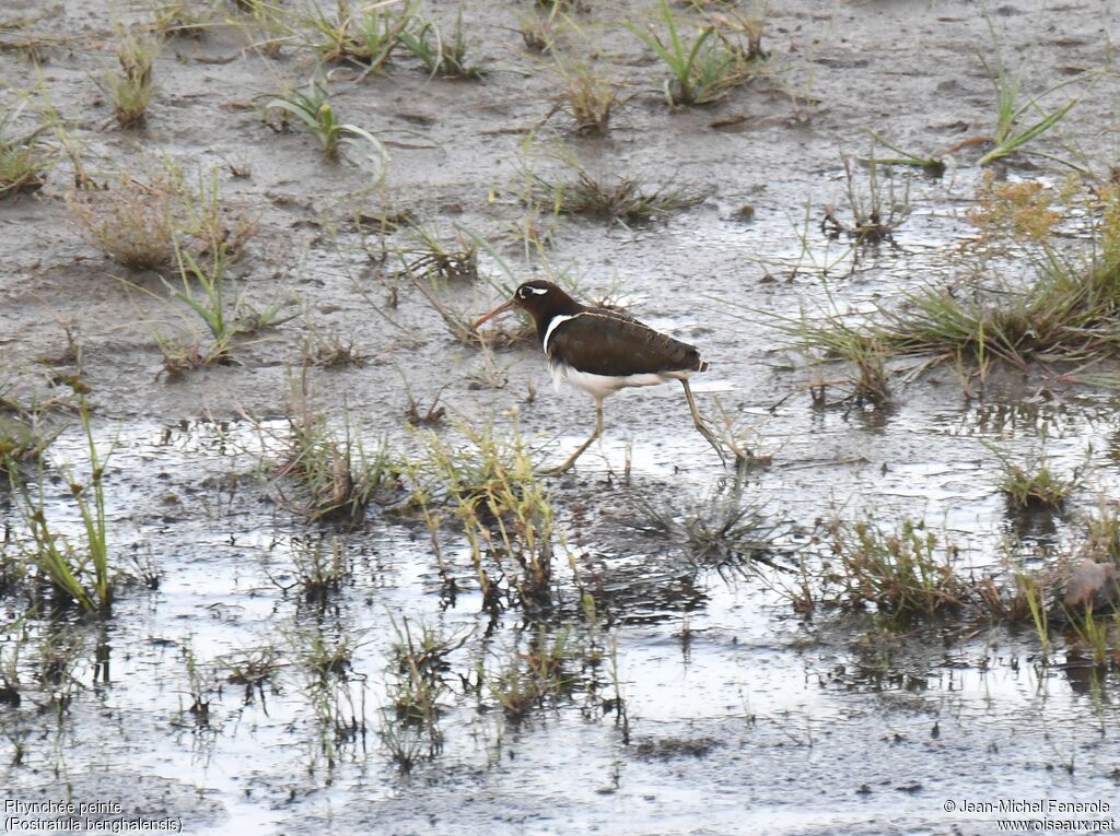 Greater Painted-snipe