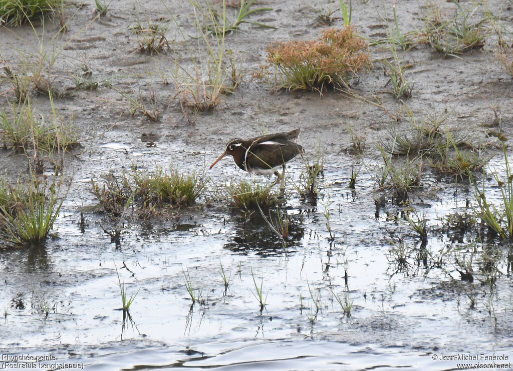 Greater Painted-snipe