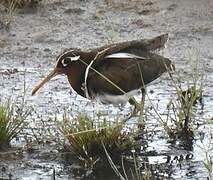 Greater Painted-snipe