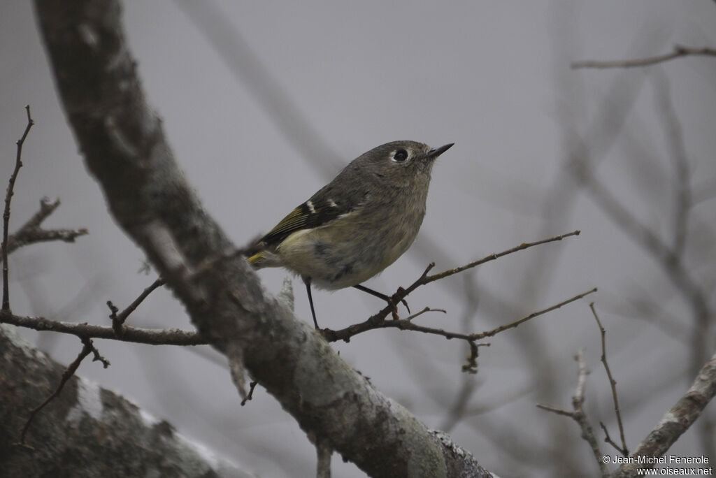 Roitelet à couronne rubis