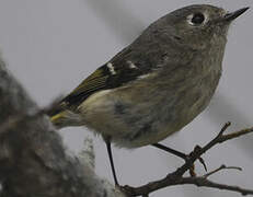 Ruby-crowned Kinglet