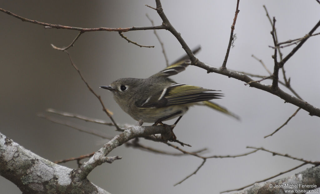 Ruby-crowned Kinglet