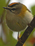 Madeira Firecrest