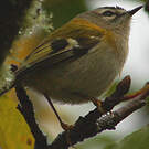 Roitelet de Madère