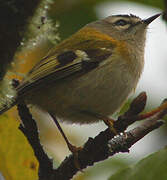 Madeira Firecrest