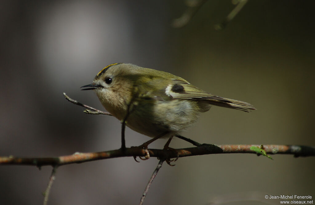 Goldcrest