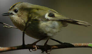 Goldcrest