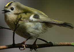 Goldcrest