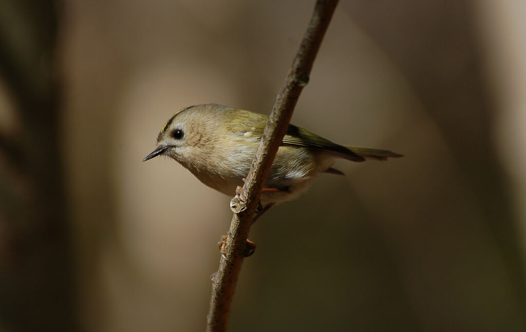 Goldcrest