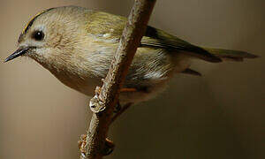 Goldcrest