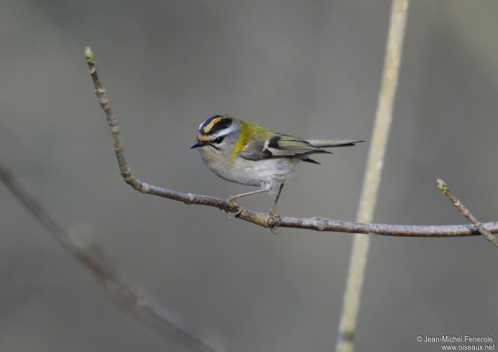 Common Firecrest male adult