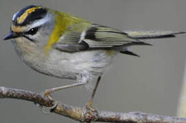 Common Firecrest