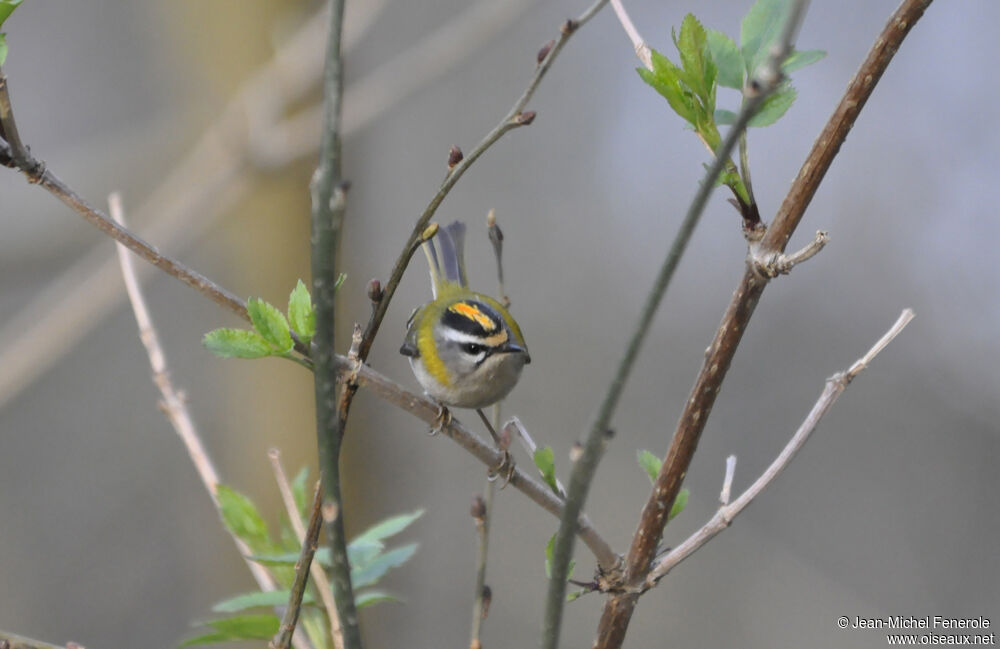 Common Firecrest male adult