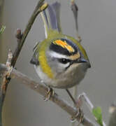 Common Firecrest