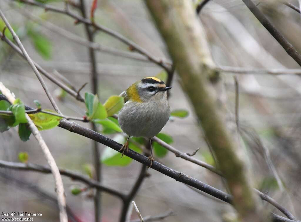 Common Firecrest female adult, close-up portrait