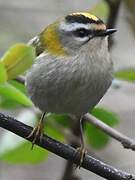 Common Firecrest