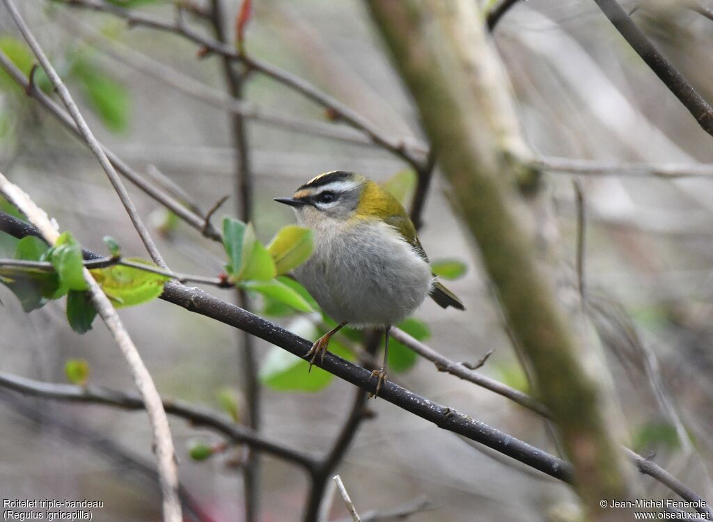 Common Firecrest