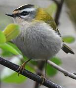 Common Firecrest