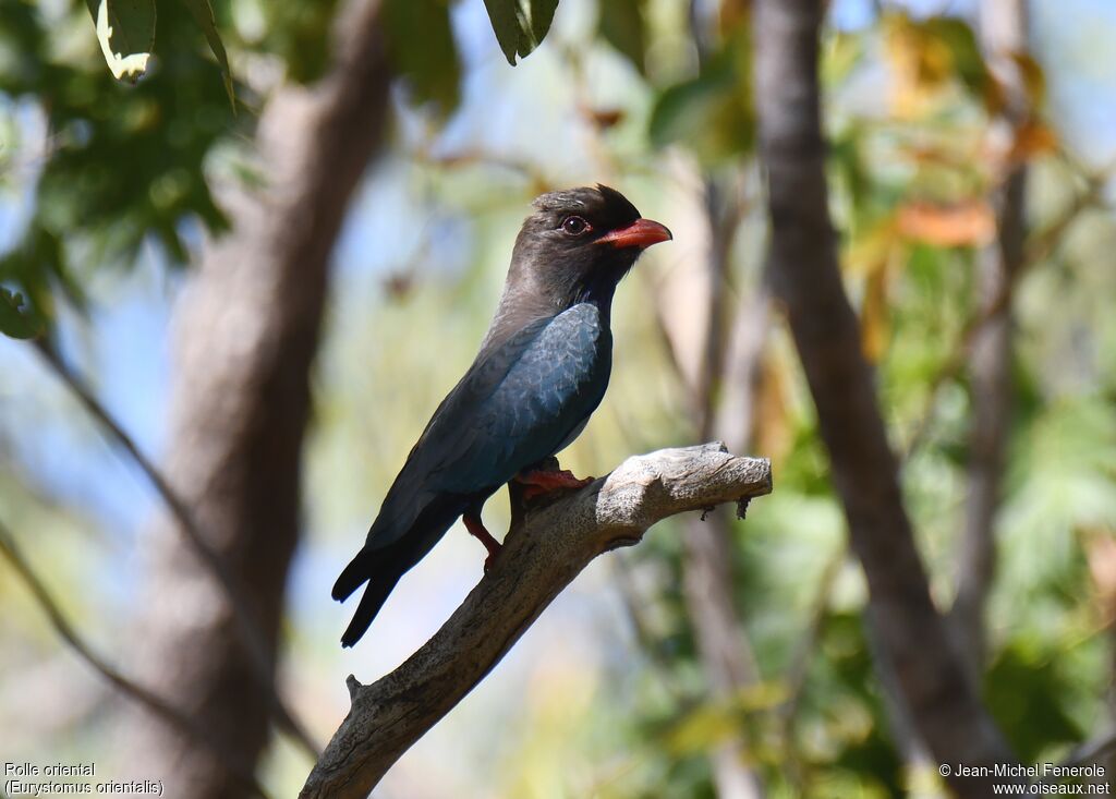 Oriental Dollarbird