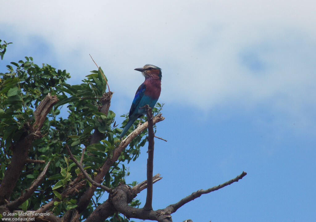 Lilac-breasted Roller