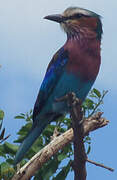 Lilac-breasted Roller