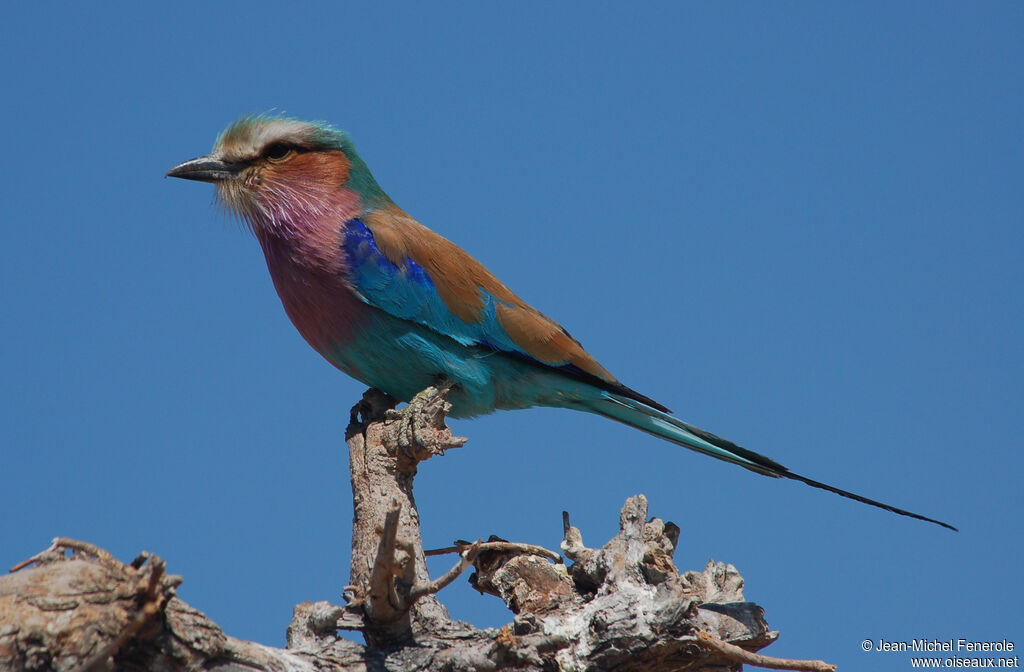 Lilac-breasted Roller